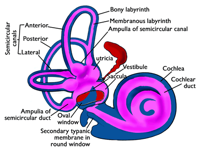 Positive Health Online | Article - Coping With Vestibular (Inner-Ear ...